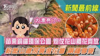 苗栗銅鑼環保公園 炮仗花山櫻花齊放 粉嫩山櫻搭黃澄花牆 兩種享受｜TVBS新聞@TVBSNEWS01