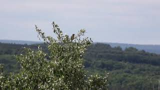 Dickcissel Bird Song