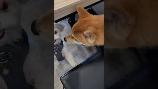 可愛柴犬小芋圓🐕上館子～跟店狗瑪爾濟斯互動好可愛💕💕#shorts #shibainu #柴犬