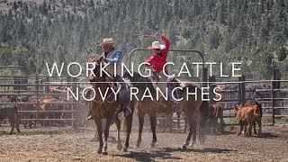 Working Cattle - Novy Ranches