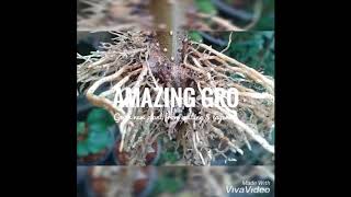 HAAR x AmazingGro เจล น้ำยา เร่งราก พืช ต้นไม้ ไม้ดอก ไม้ประดับ แคคตัส สูตรเข้มข้น