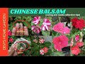 chinese balsam / impatiens care and seeds collections in tamil | Devi's home garden | terrace garden