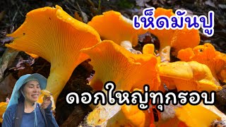 CHANTERELLE EDIBLE MUSHROOM HUNTING IN NEW YORK เก็บเห็ดมันปูหลังฝนตกเจอแต่ดอกใหญ่ๆเก็บมันมือสุดๆ