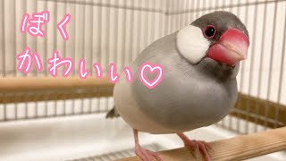 文鳥よもぎの可愛い瞬間盛りだくさん！　癒し動物　面白い動物　Java sparrow