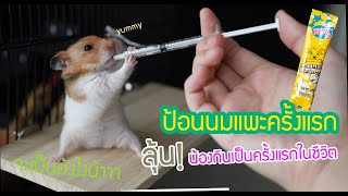 ป้อนนมแพะให้น้องหนูแฮมเตอร์ครั้งแรก I น้องกินนมเป็นครั้งแรกในชีวิต มาดูกันว่ามันจะชอบกินหรือไม่?