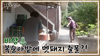 비상♨ 복숭아밭에 멧돼지 출몰?! MBN 240908 방송