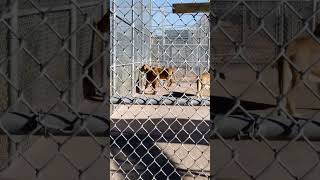 Four Lionesses in Lion Habitat Ranch 2023