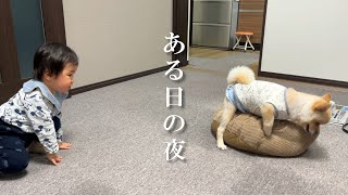 孫の横でハッスルするポメラニアンのポメくん