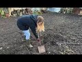 diy nettle fertiliser and rhubarb resurrections allotment gardening uk