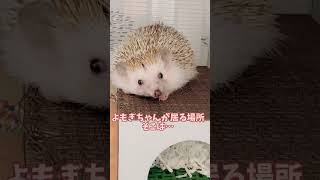 🍎🦔 なぜかハウス上で寝るようになってしまった・・・ #hedgehog #ハリネズミ #癒し #shorts