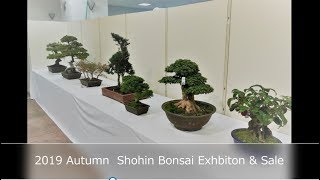 2019 Autumn Shohin Bonsai EXHIBIITION PART 1（秋の小品盆栽展）JP