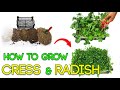 HOW to GROW 🌿CRESS and RADISH at HOME😱