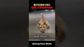 お腹が異常に膨れた野良猫の感動物語