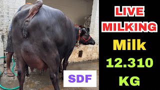 Live Milking 👍 1st Milking 🕰️ SDF(9812319308, 9812301213) जबरदस्त भैंस और साथ में कटड़ी