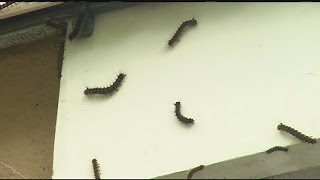 “It’s like being inside a horror movie;” Gypsy moth caterpillars refuse to go away