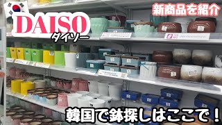 【多肉植物】【初心者】韓国ダイソー！韓国で鉢探しならここ！最近の新商品を紹介！【韓国苗】