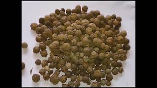 Treated Teak Tree Seeds ( Tactona grandis ) Available on Indiamart