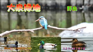 大泉緑地の野鳥（２０２４年１月１９日）静止画