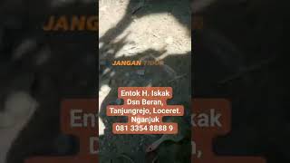 Entok H Iskak Tips cerdas budidaya kandang umbaran anti bau anti gagal... 100% pakan semi fermented!