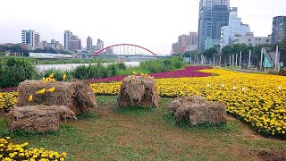 2021.01彩虹橋河濱花卉之美!  The beauty of flowers!