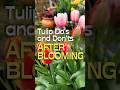 Do's & Don'ts After Tulips Are Done Flowering #shorts #garden #tulip