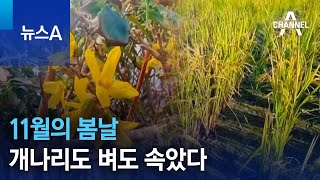 11월의 봄날…개나리도 벼도 속았다 | 뉴스A