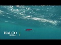 How Lures Swim: Halco Hamma