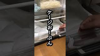 白蛇のコハクさん #爬虫類