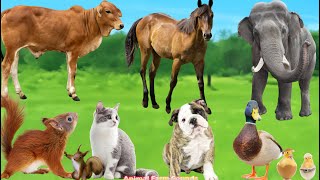 Cute Animal Sounds: Puppy, Kitten, Squirrel, Duckling, Cow, Horse, Elephant, Pig - Animal Moments