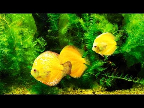 Why Does Your Fish Tank Smell Bad? | Aquarium Care Why Does Your Fish Tank Smell Bad? | Aquarium Care