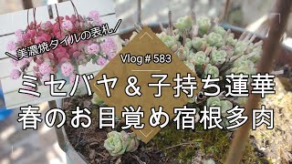 【Vlog583】【多肉植物】耐寒性最強ミセバヤ＆子持ち蓮華🌱春のお目覚め宿根多肉【美濃焼タイルの表札紹介】