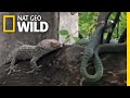 Battle Between Geckos and a Snake Ends in a Twist | Nat Geo Wild