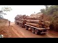 Extreme Dangerous Logging Wood Chainsaw Skill Machines, Heavy Biggest Over Truck Operator Fastest