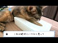 お嬢さん、花粉症ですか？【ソマリブルー】