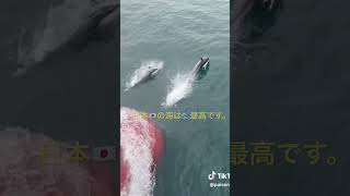 貨物船🚢タンカーをリニューアルして日本🇯🇵近海でパイセンがイルカ🐬と遭遇した貴重な動画ですシリーズ第27弾です。😄😸👍