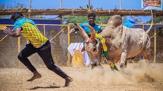 பூவந்தி வடம் மஞ்சுவிரட்டு 2025  வெள்ளலூர் நாடு #CTN திருப்பதி தேவர் அவர்களது வில்லங்கம் காளை