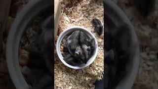 ご飯に群がる赤ちゃんハムスター　生後12日　Baby hamsters flocking to food 12 days after birth