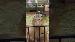 So cute Miss Ringo リンちゃんかわいい #カピバラ #capybara #水豚 #動物園