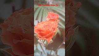 Dill Tumhiko Diya Re...  #dilka,#bhanwar07,#latamangeshkar,#phool,#ghulab,#rose