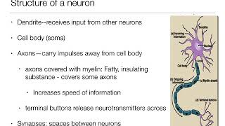 Introduction to Psychology: 2.1 - The Brain and Behavior - Nervous System and Neurons