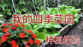 我的四季菜园和年终种植经验总结：每个季节种了哪些菜? 实用的种植经验分享；怎样提高土壤的肥力的四种方法；苦瓜丝瓜大丰收的技巧；冬天怎样种菜？Year around vegetable garden.