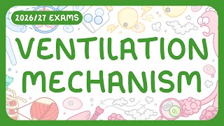 Ventilation Mechanism | How Breathing Works | Inspiration & Expiration (2026/27 exams)