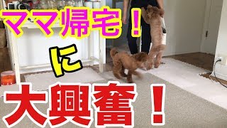 飼い主の帰宅を大興奮でお出迎え！ママ壊れたW【トイプードルそぼろ＆ニコ】