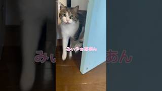 途中からわんちゃん混ざってる？笑#猫 #猫動画 #ねこすきさんと繋がりたい #キジシロ #可愛い猫 #ねこのいる生活 #cat #catstagram