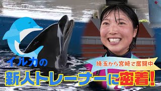 なりたかったイルカの新人トレーナーに密着！（宮崎県 日南海岸）