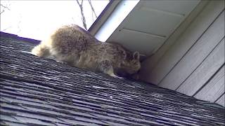 360 Wildlife Control's superior raccoon removal method