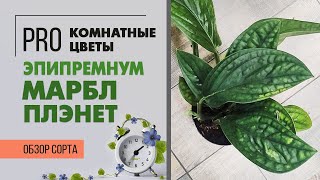 Эпипремнум Марбл Плэнет - уникальная лиана для комнатного озеленения. Чешуя дракона