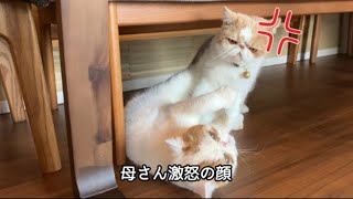 猫も喧嘩するほど仲がいいのかなVol.104