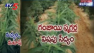 అడుగడుగునా గంజాయి గబ్బు | Smugglers Cannabis Cultivation In Vishaka | Special Report | TV5 News