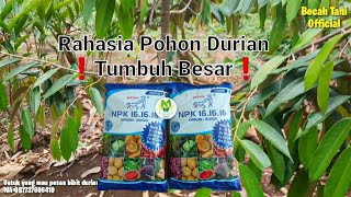 PEMUPUKAN POHON DURIAN BAWOR MUSANGKING & DURI HITAM USIA TANAM 1 TAHUN 6 BULAN